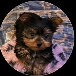 Meet your Posher, Mrz